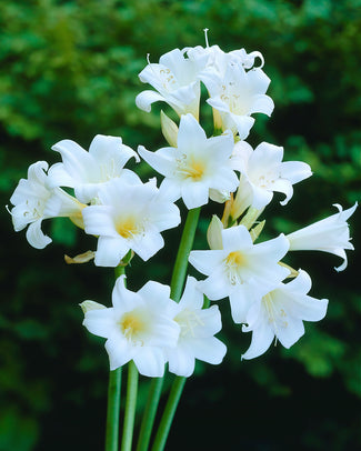 Amaryllis belladonna 'Alba'