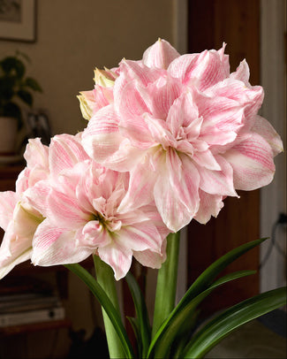 Amaryllis 'Candy Belle'
