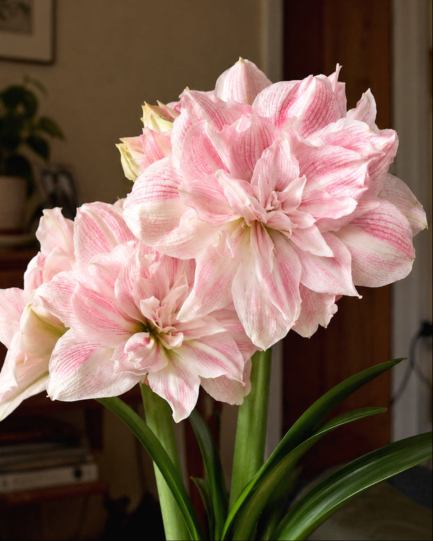 Amaryllis 'Candy Belle'