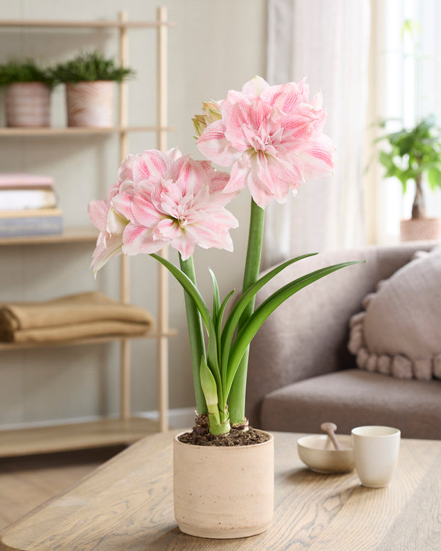 Amaryllis 'Candy Belle'
