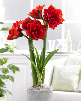 Amaryllis 'Cherry Nymph'