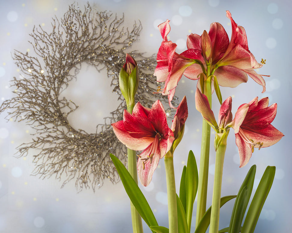 Amaryllis 'Daphne'