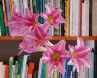 Amaryllis 'Estella'