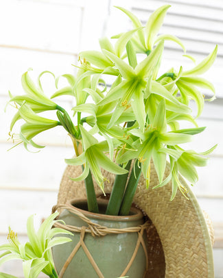 Amaryllis 'Evergreen'