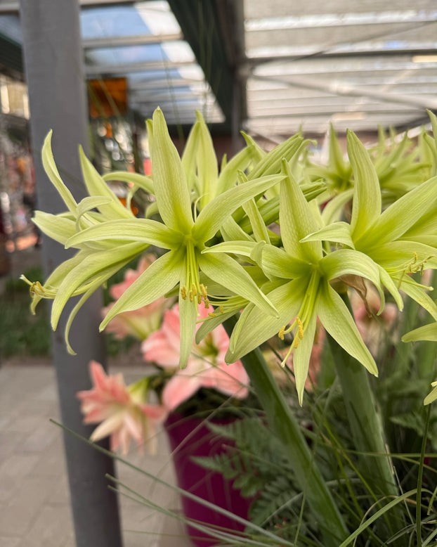 Amaryllis 'Evergreen'