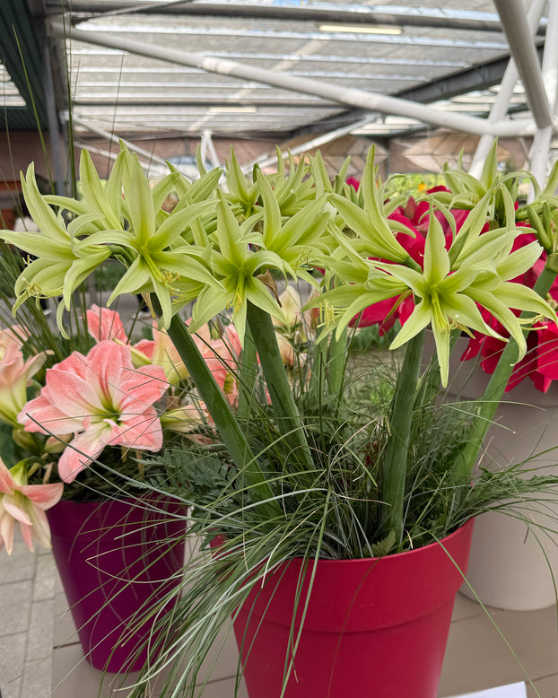 Amaryllis 'Evergreen'