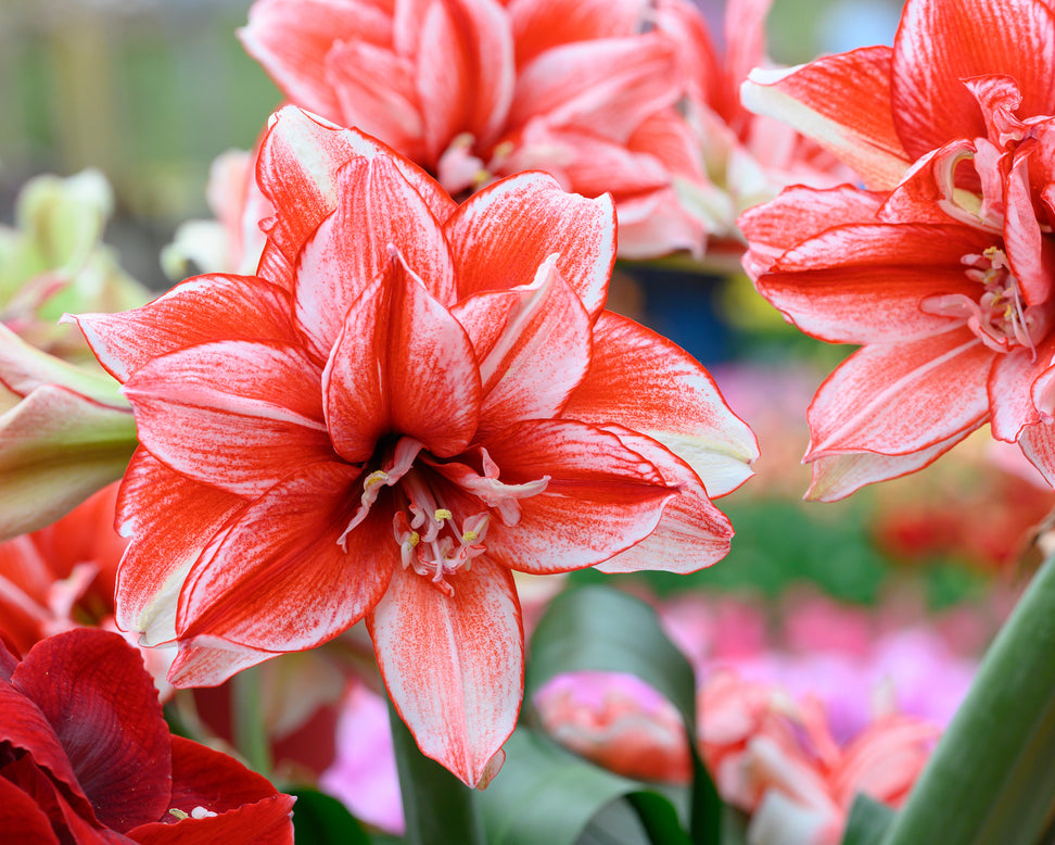 Amaryllis 'Flamed Amadeus'