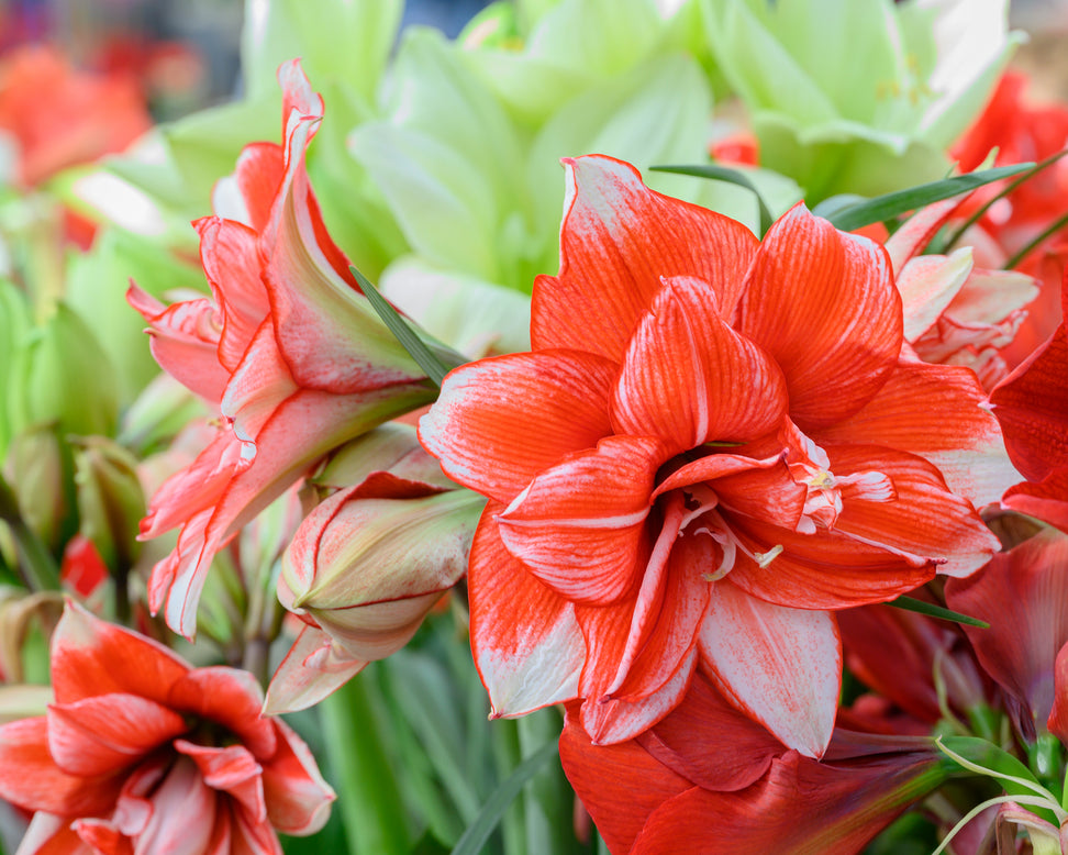 Amaryllis 'Flamed Amadeus'