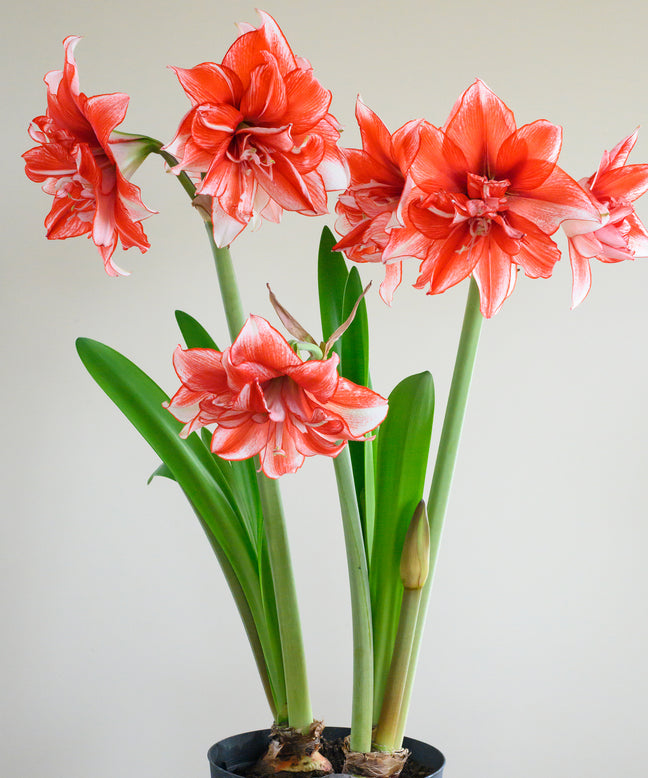 Amaryllis 'Flamed Amadeus'