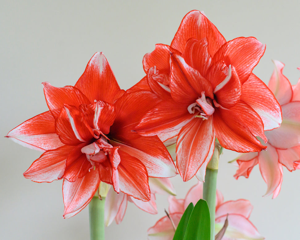 Amaryllis 'Flamed Amadeus'