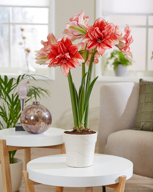 Amaryllis 'Flamed Amadeus'
