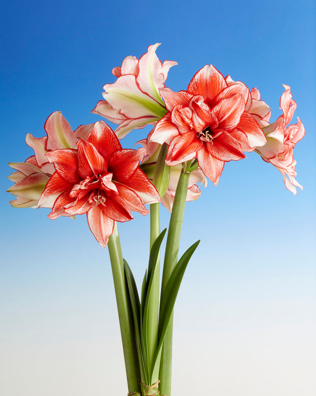 Amaryllis 'Flamed Amadeus'