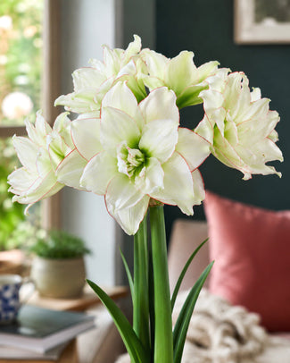 Amaryllis 'Picobello Majesty'