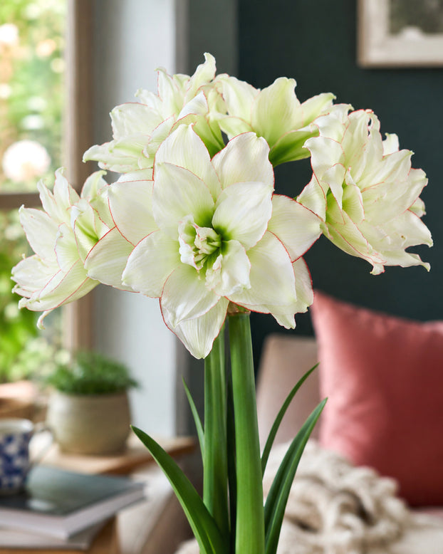 Amaryllis 'Picobello Majesty'