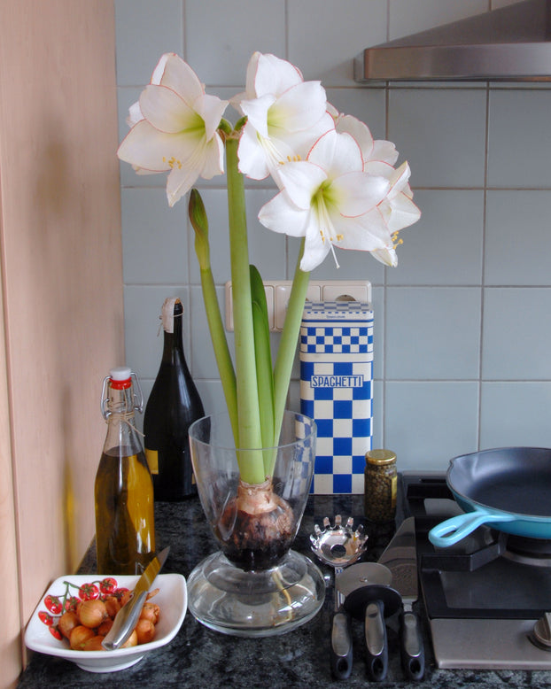 Amaryllis 'Picotee'