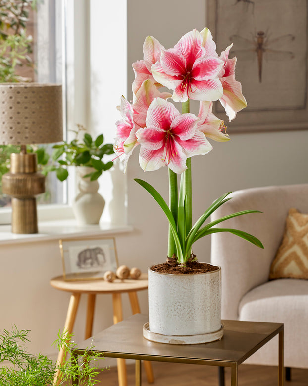Amaryllis 'Pink Beauty'