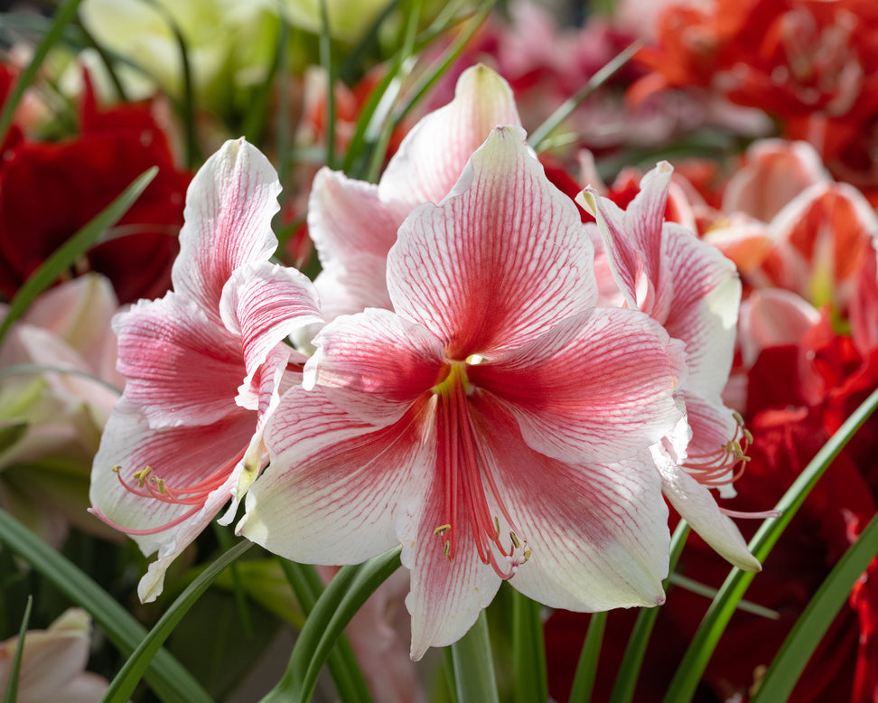 Amaryllis 'Pink Beauty'