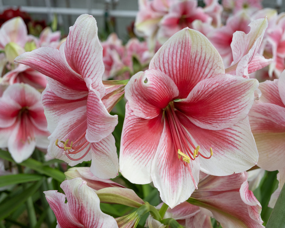 Amaryllis 'Pink Beauty'