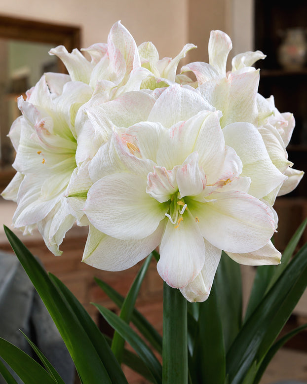 Amaryllis 'Polar Belle'