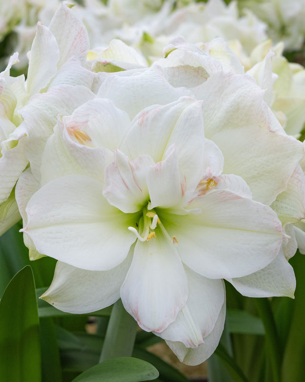 Amaryllis 'Polar Belle'