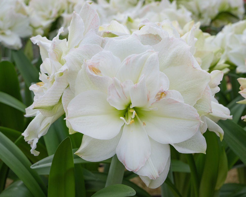 Amaryllis 'Polar Belle'