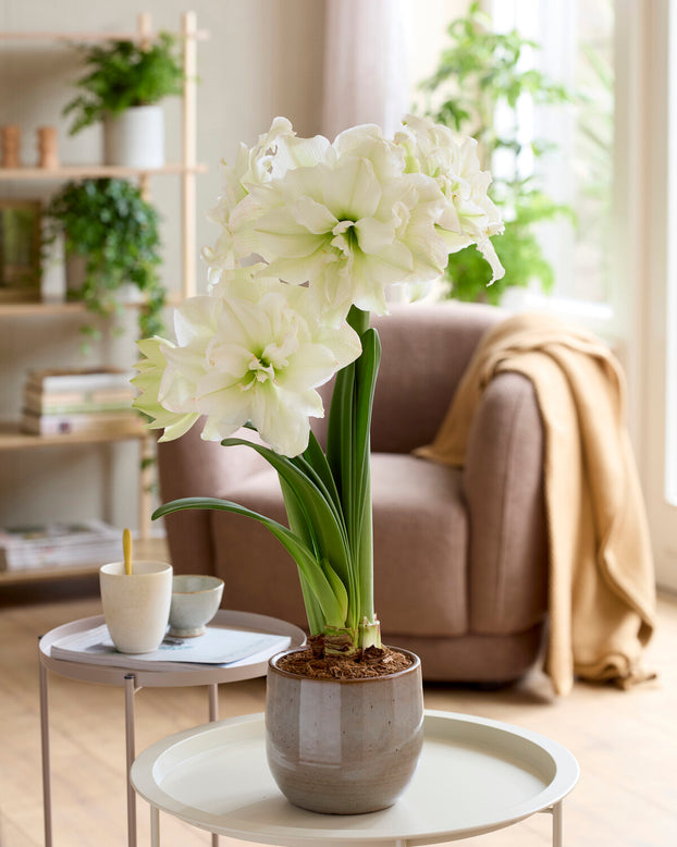 Amaryllis 'Polar Belle'