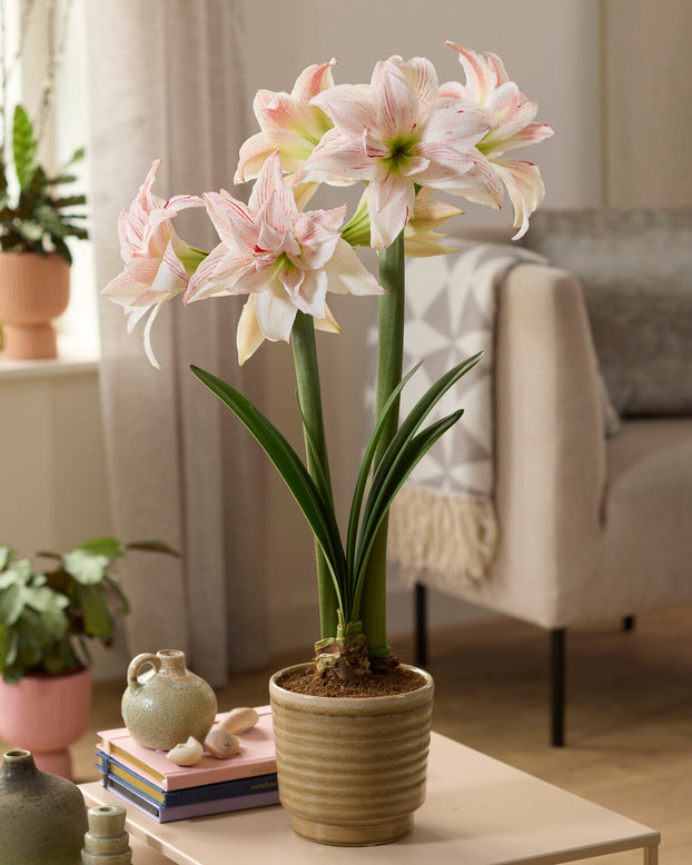Amaryllis 'Pretty Amadeus'