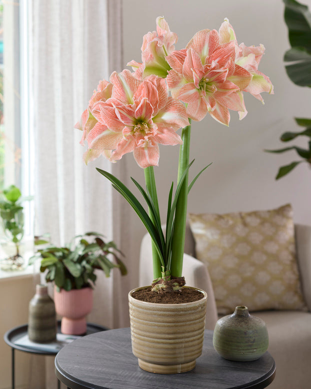 Amaryllis 'Sweet Amadeus'