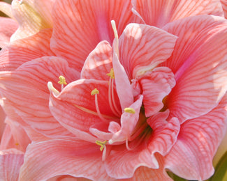Amaryllis 'Sweet Nymph'