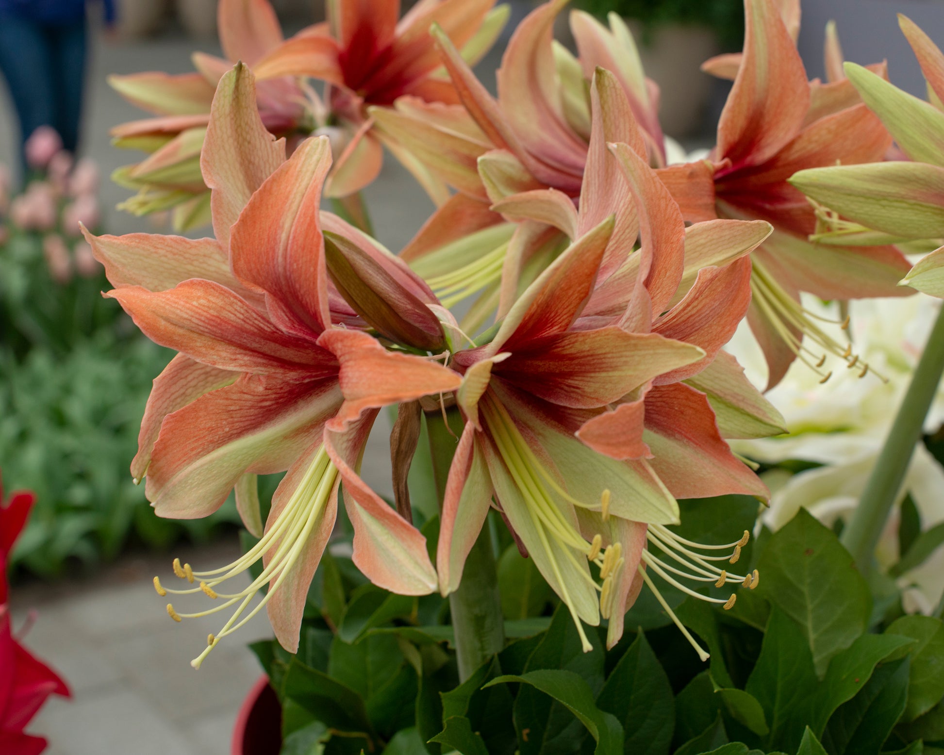 Amaryllis 'Wild Amazone' bulbs — Buy hippeastrum online at Farmer Gracy UK