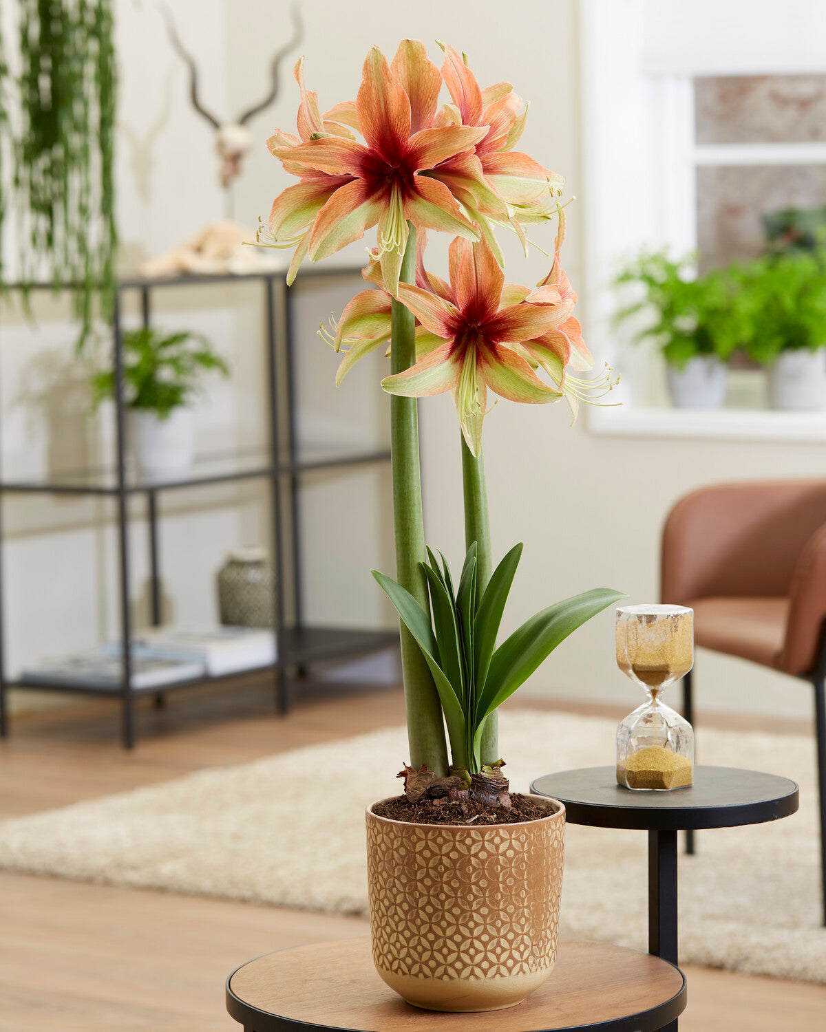Aaryllis Bulbe Belladonna - 1 pièce - Bulbes à fleurs grand forat 26 Aaryllis Bulbe Belladonna - 1 pièce - Bulbes à fleurs grand forat 26
