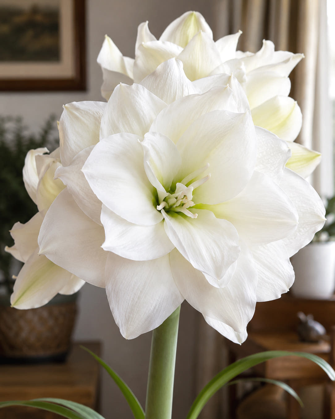 Amaryllis 'Wimbledon'