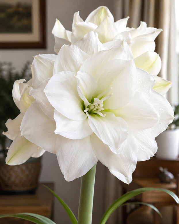 Amaryllis 'Wimbledon'