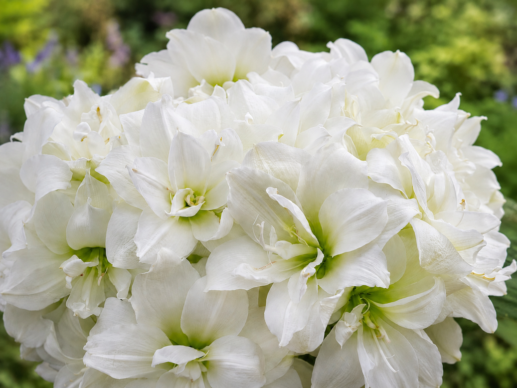 Amaryllis 'Wimbledon'