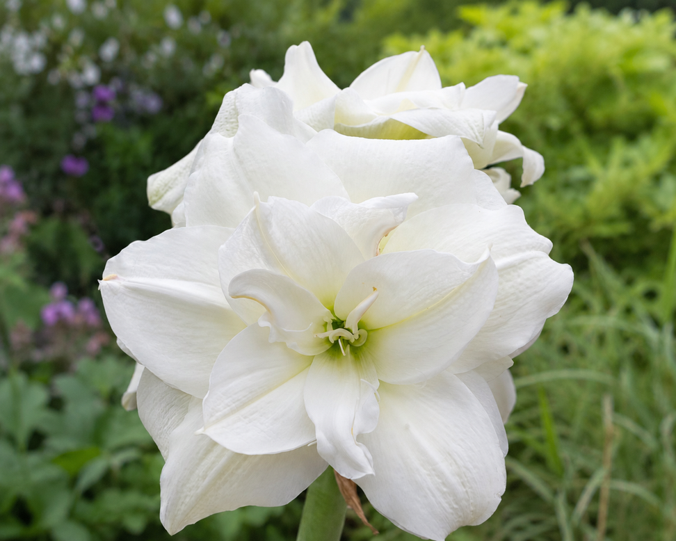 Amaryllis 'Wimbledon'
