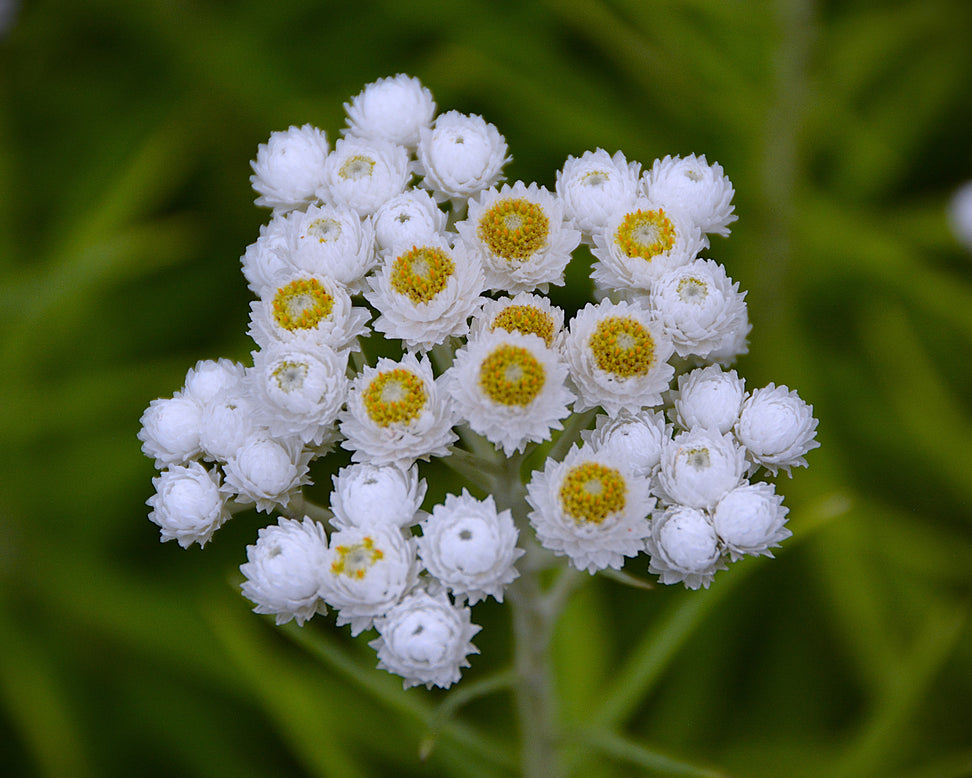 Anaphalis yedoensis