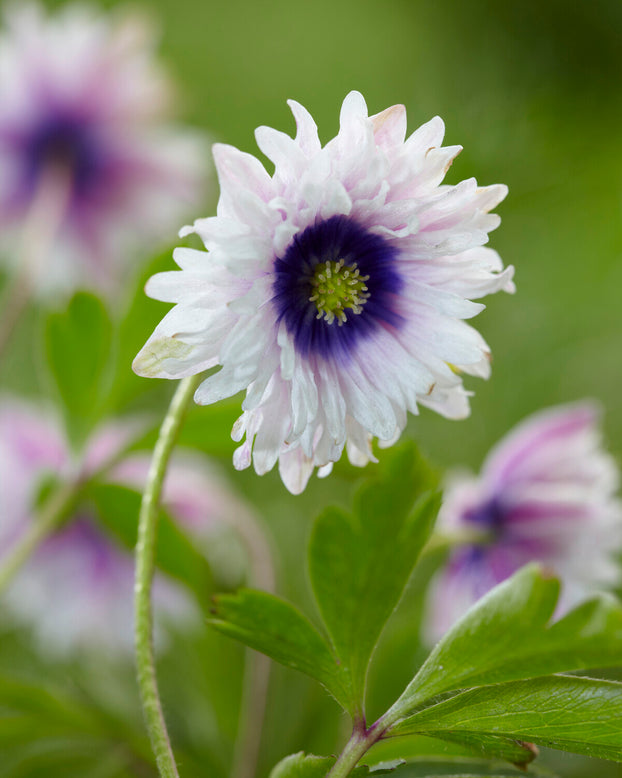 Anemone 'Blue Eyes'