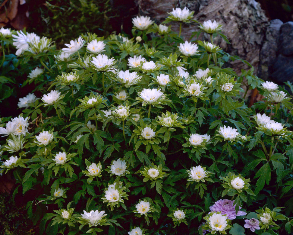 double wood anemone