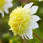 Anemone-flowered dahlias