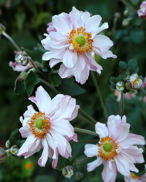 Anemone 'Frilly Knickers'