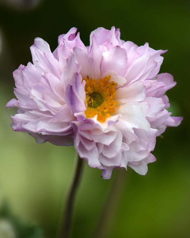 Anemone 'Frilly Knickers'