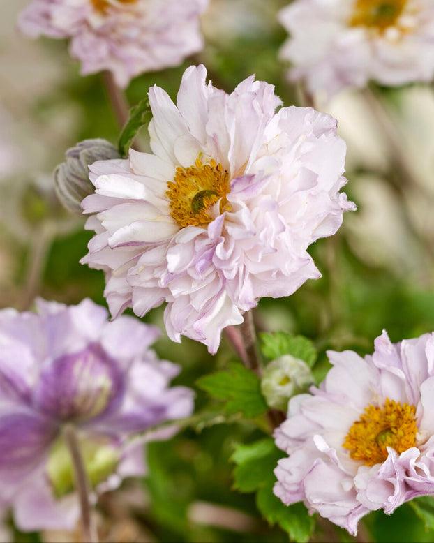 Anemone 'Frilly Knickers'