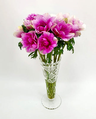 Anemone 'Rainbow Pink & White'