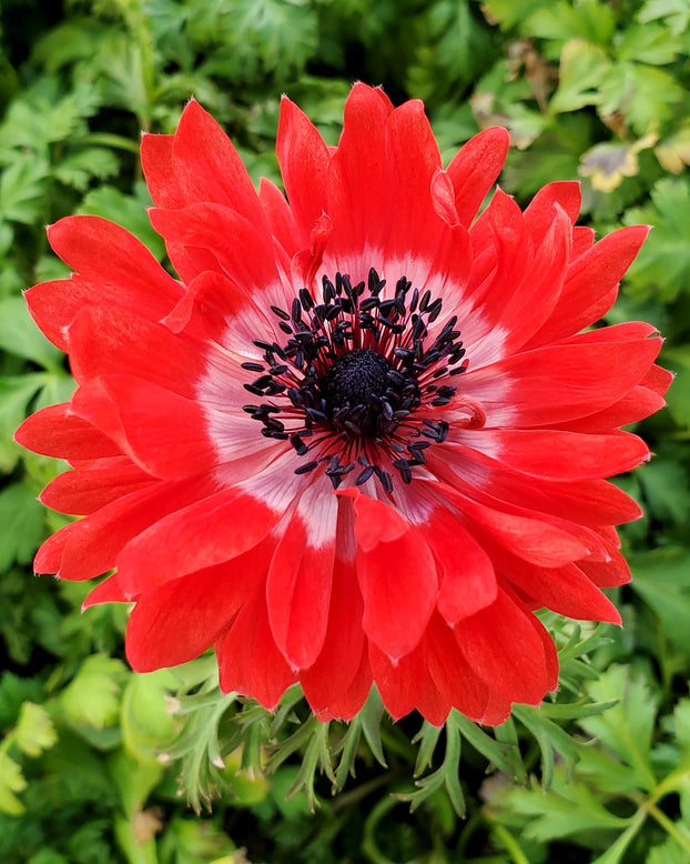 Anemone 'Governor'