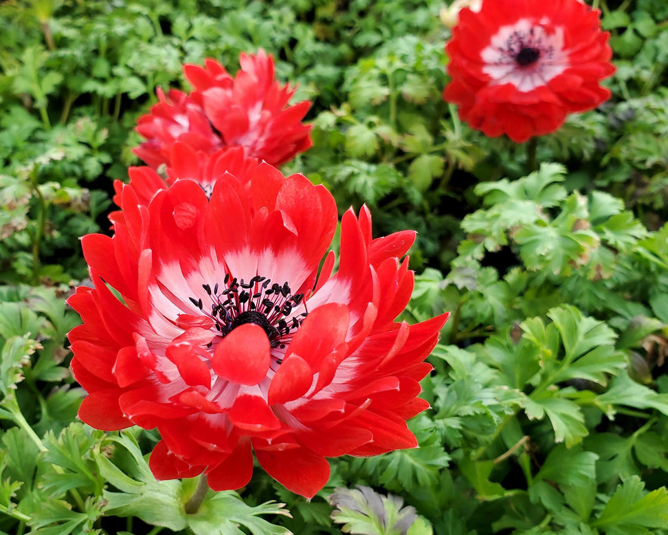 Anemone 'Governor'