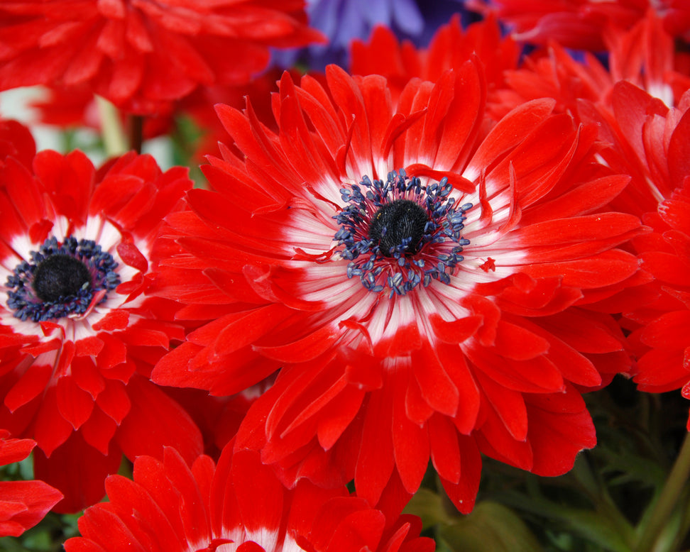 Anemone 'Governor'