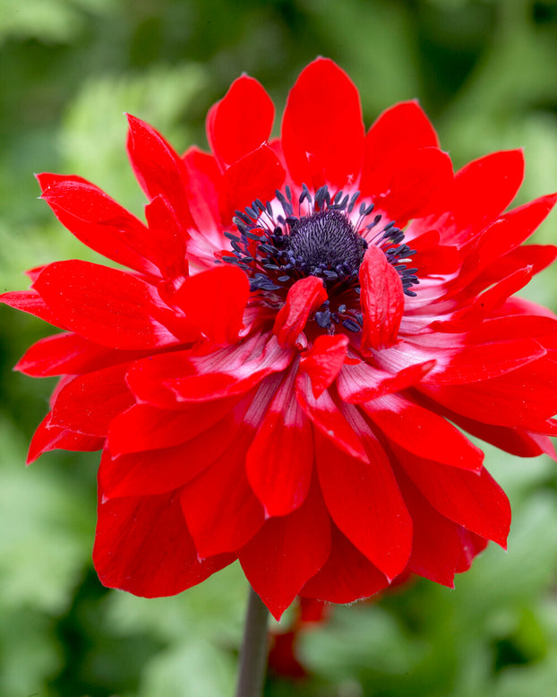 Anemone 'Governor'