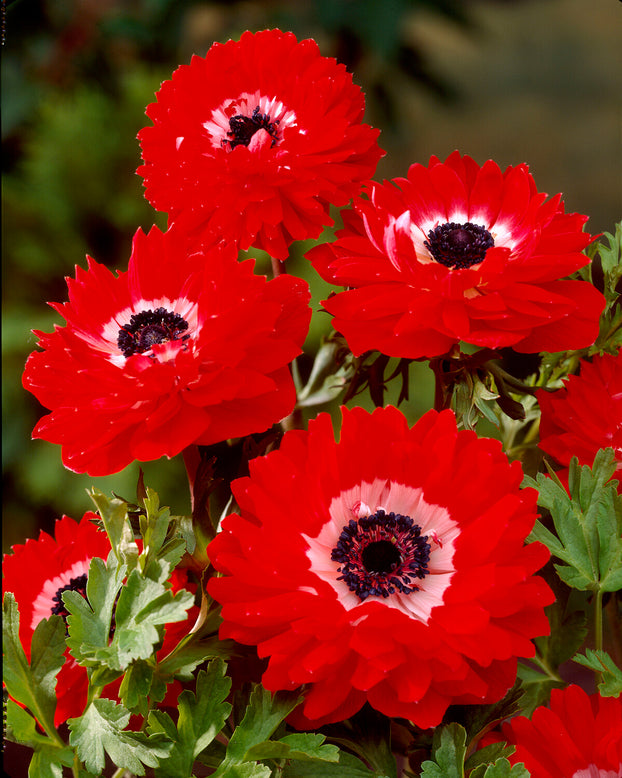 Anemone 'Governor'