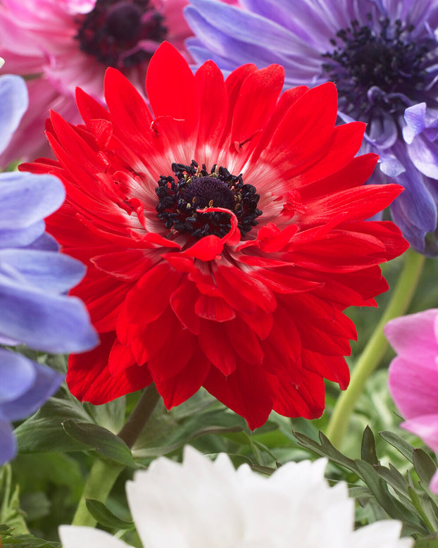 Anemone 'Governor'