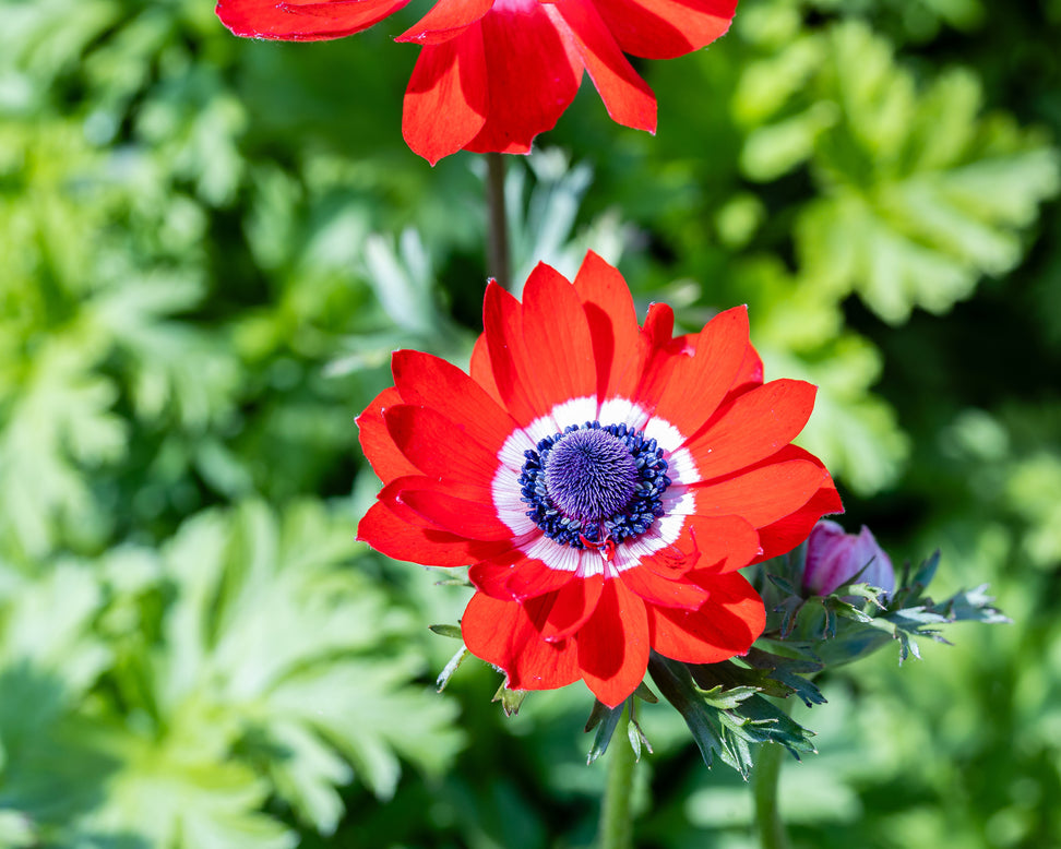 Anemone 'Governor'